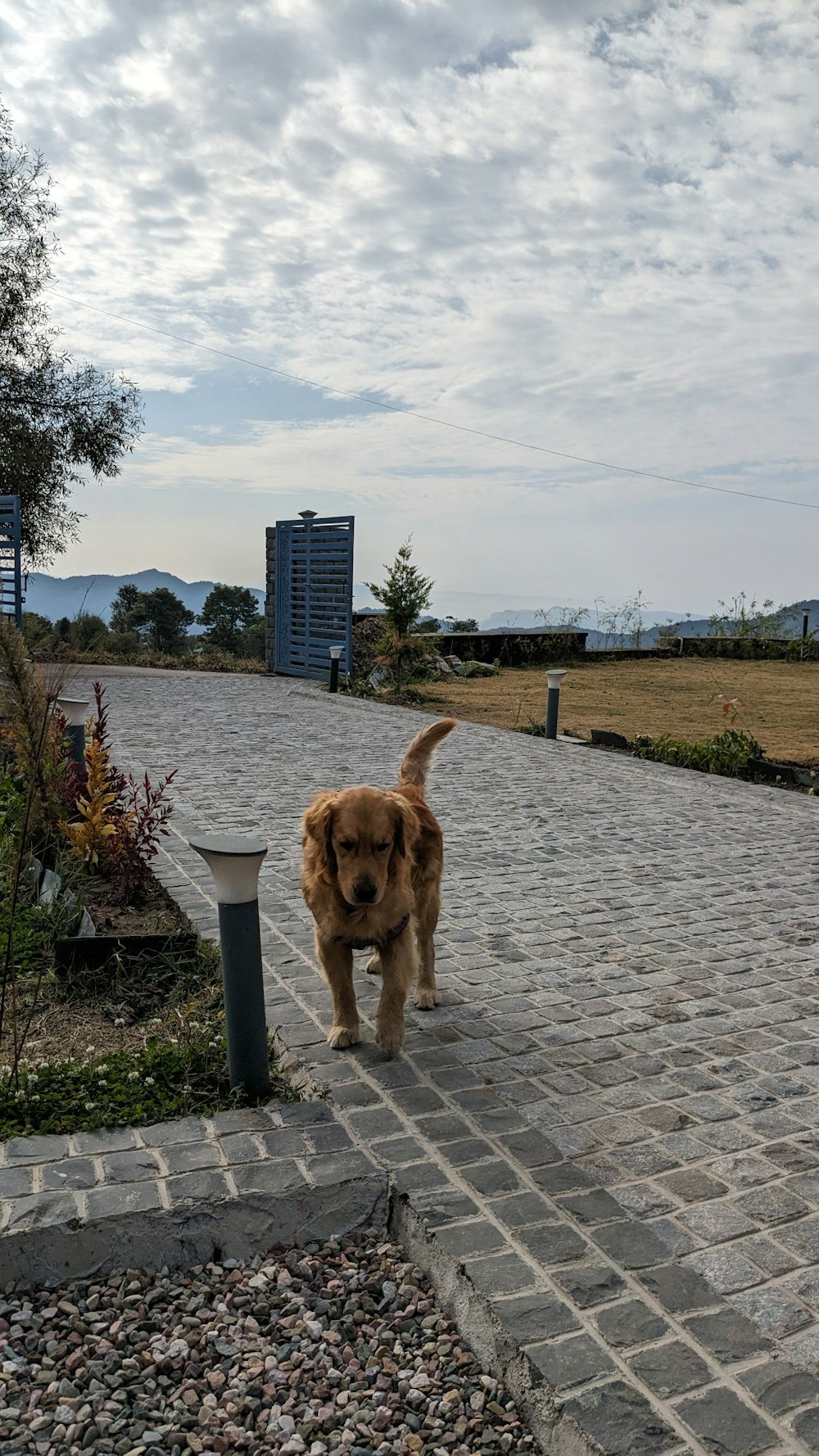 a brown dog walking down a brick walkway
