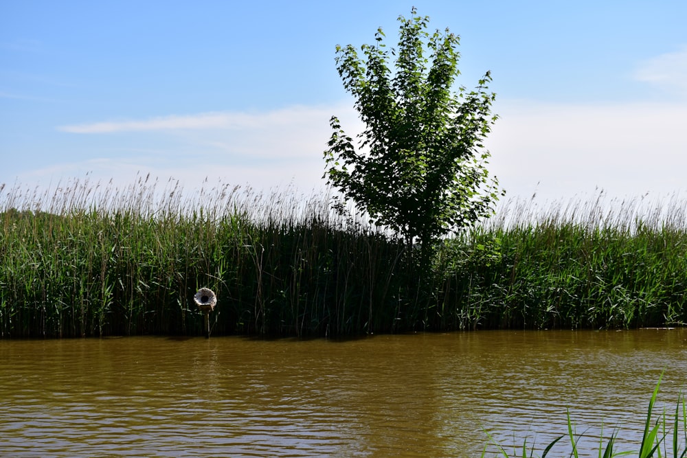 a body of water surrounded by tall grass