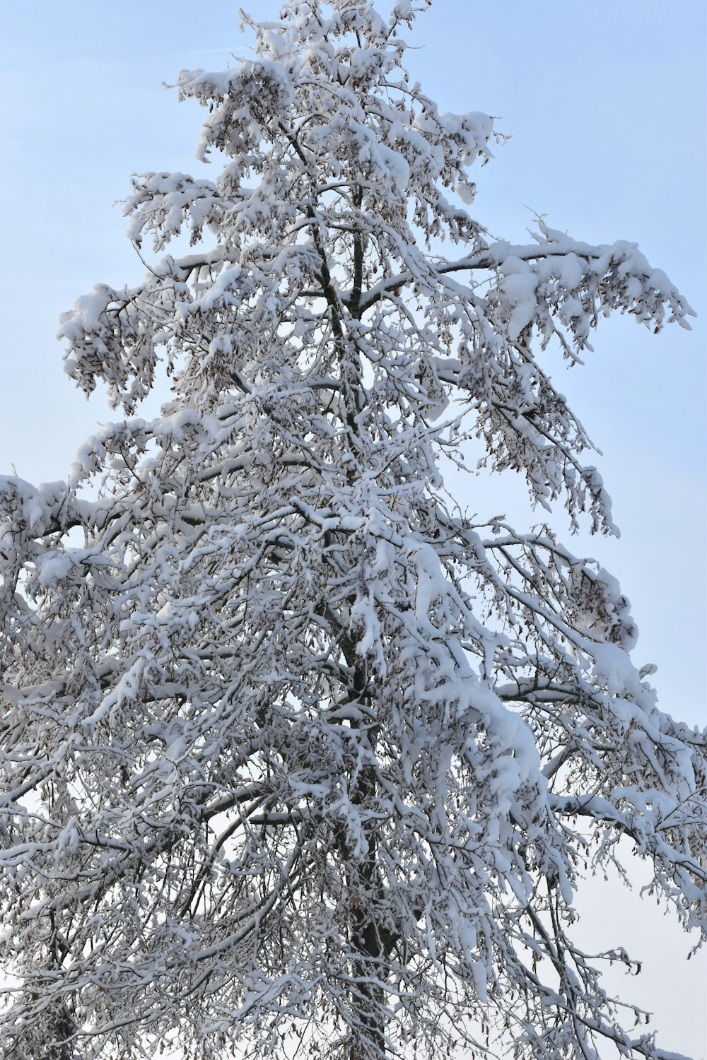 a tall tree covered in snow on a cloudy day