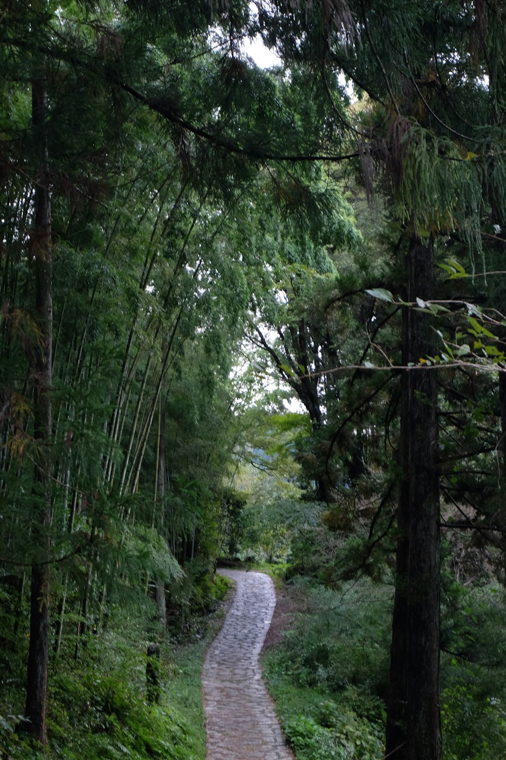Um caminho no meio de uma exuberante floresta verde