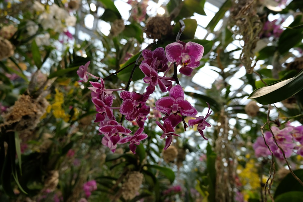 un ramo de flores moradas colgando de un árbol