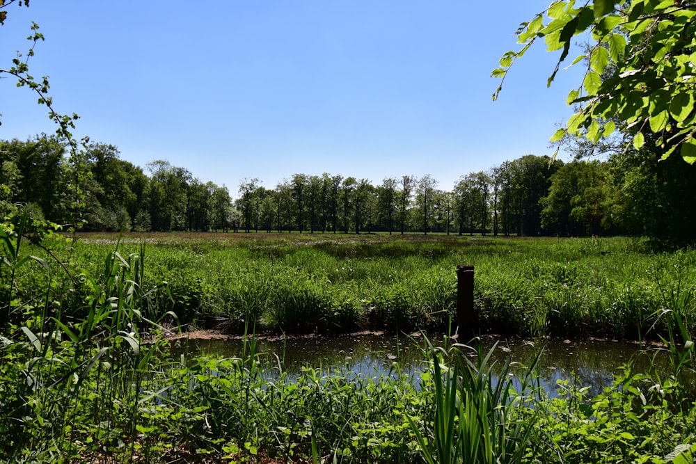 a grassy field with trees in the background