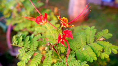 Summer Gardening India — Beat the Heat Complete Guide