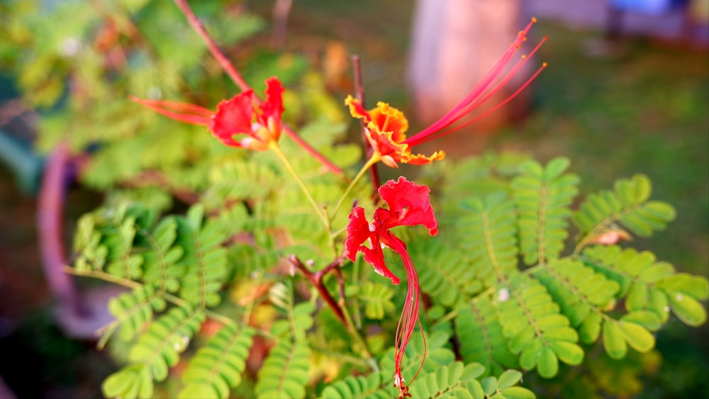 a close up of a plant with red flowers