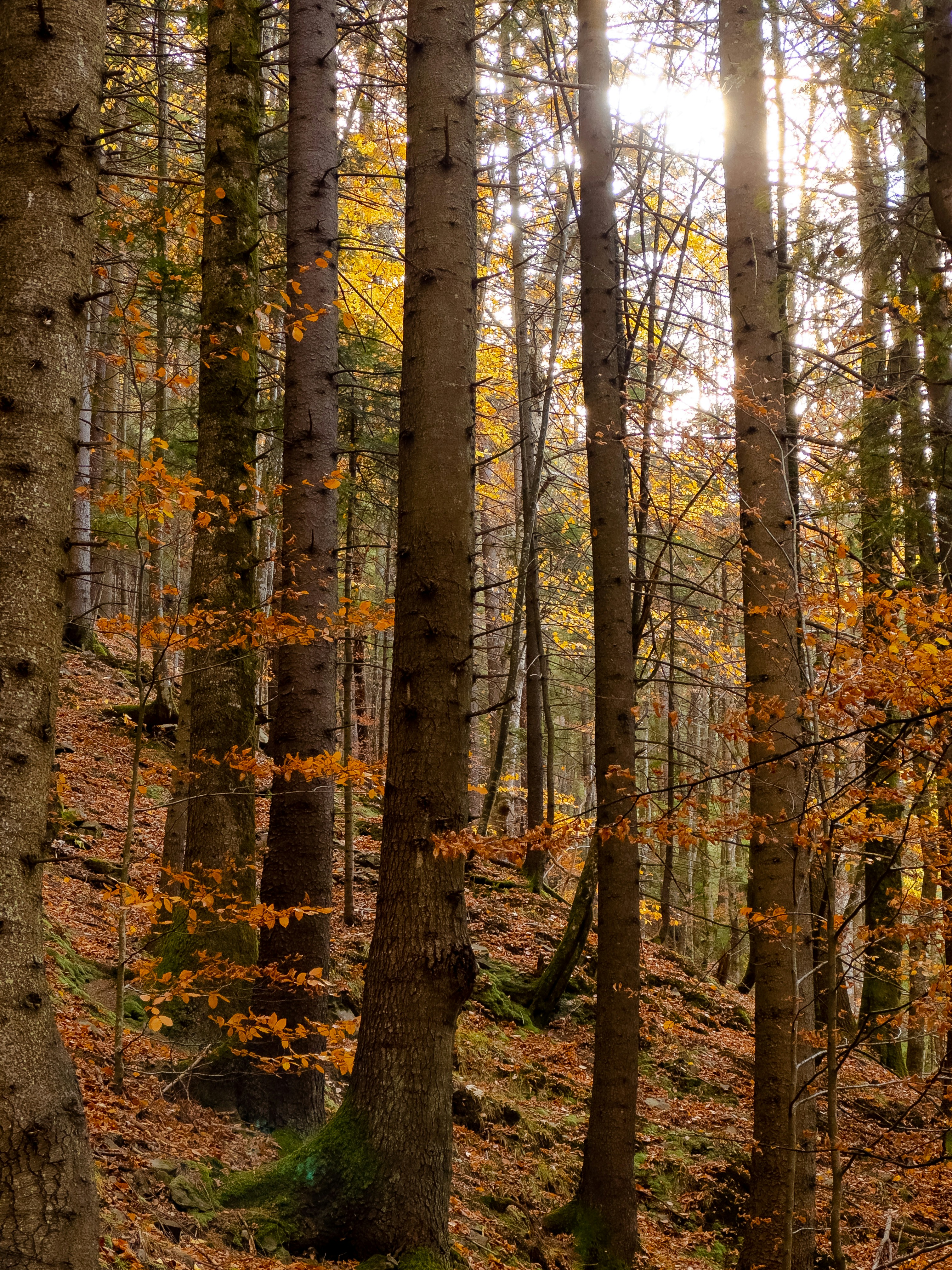 Photo by andreipanait