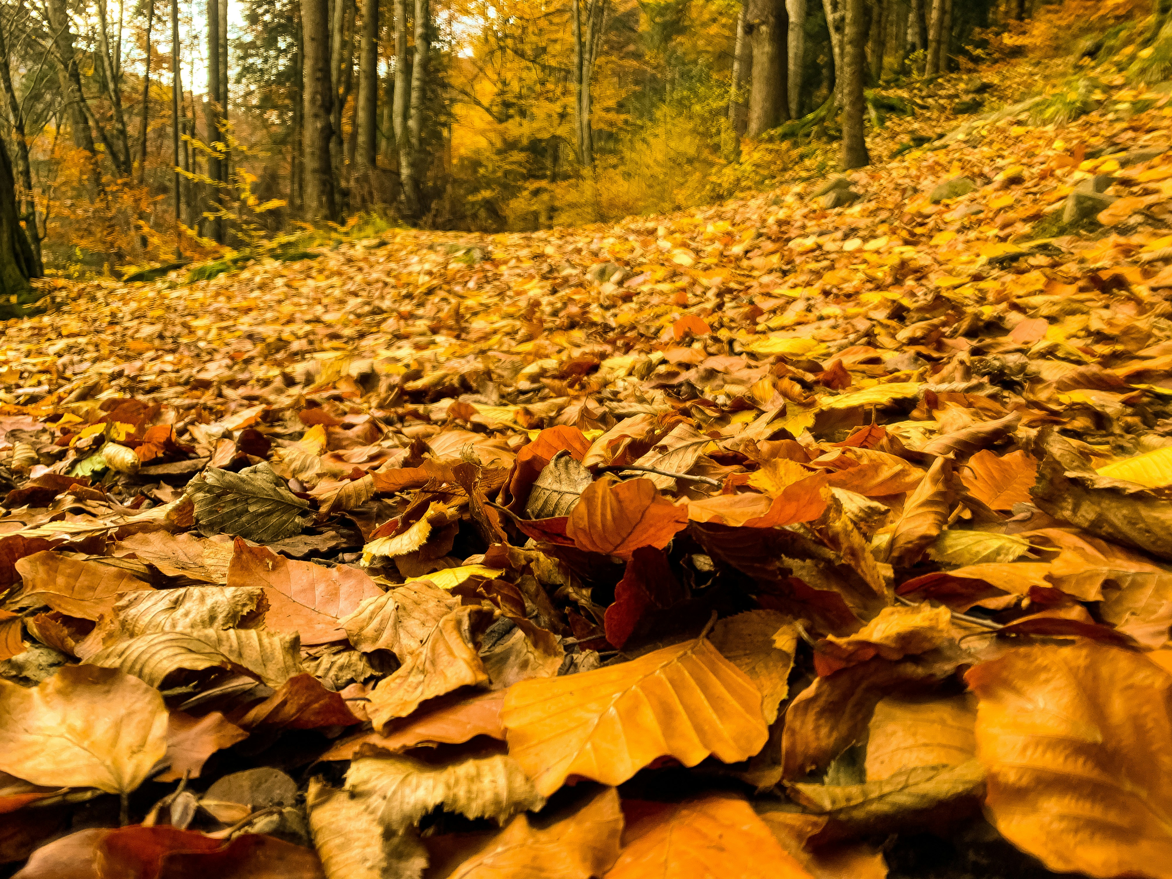 Photo by andreipanait