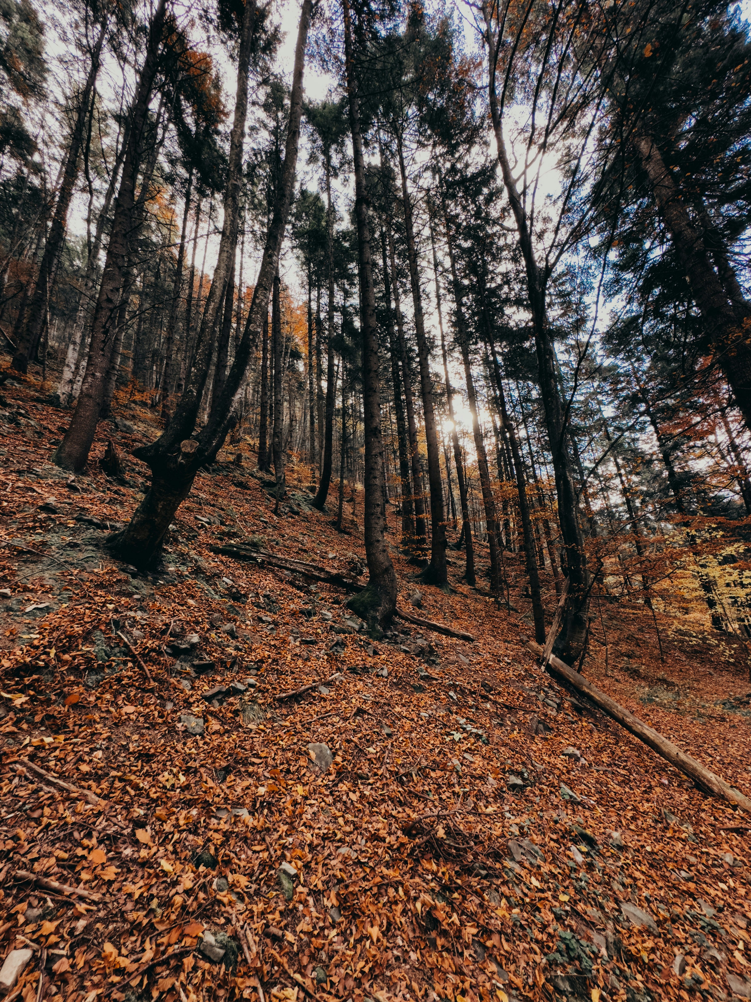 Photo by andreipanait