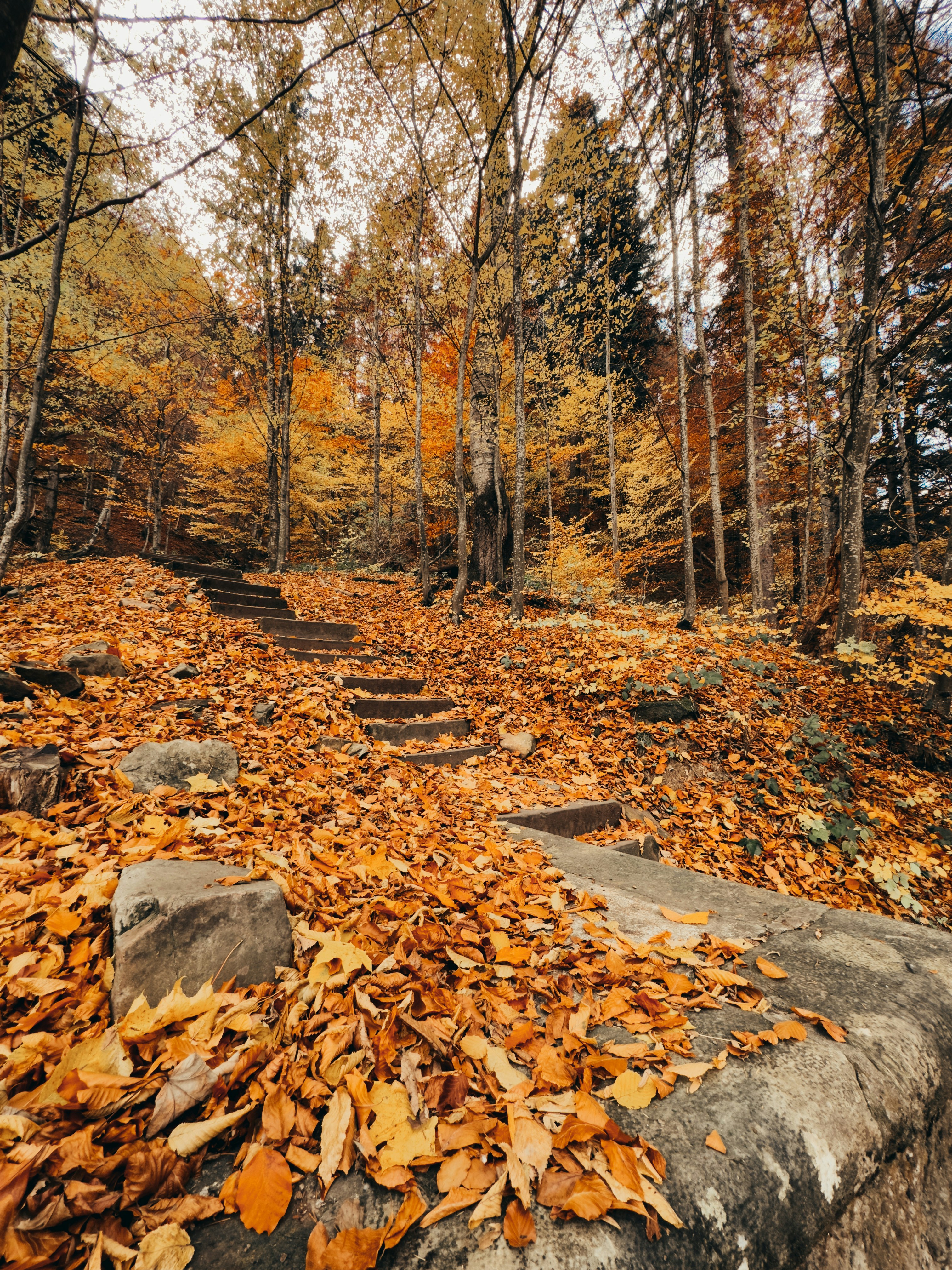 Photo by andreipanait