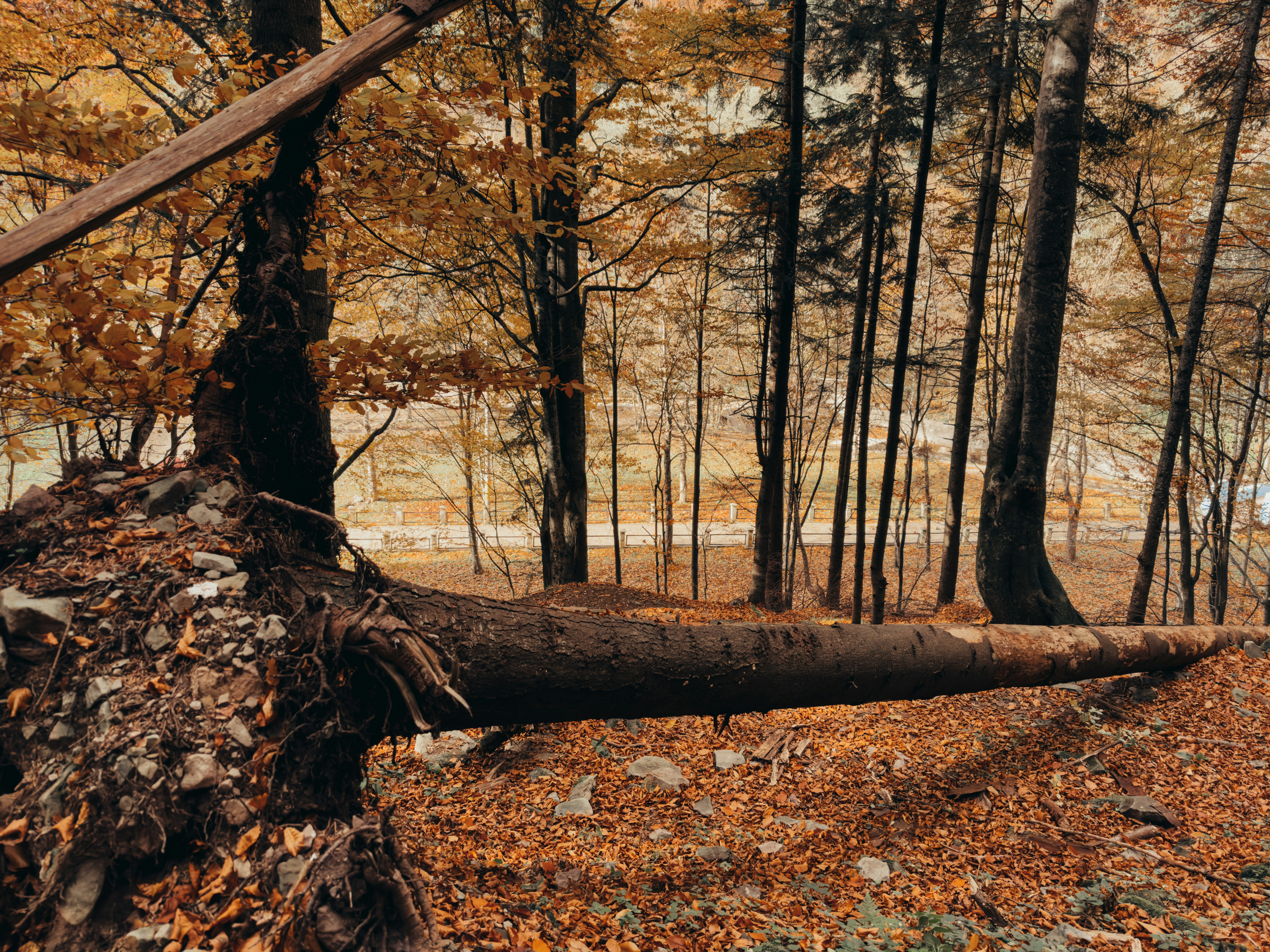 Photo by andreipanait