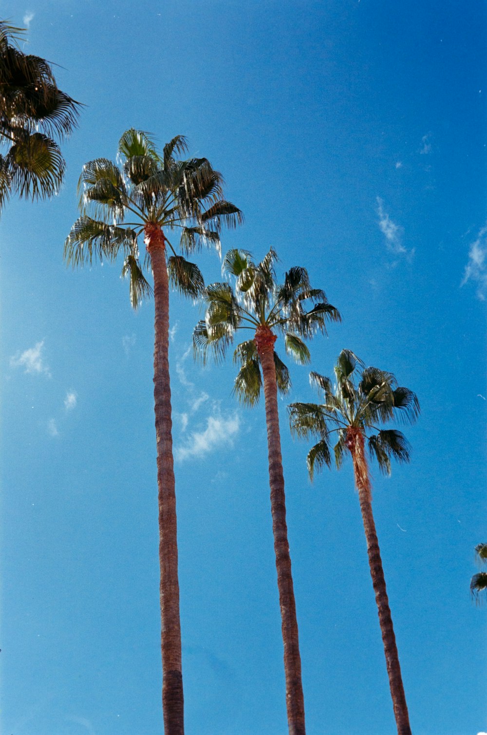 a row of palm trees against a blue sky