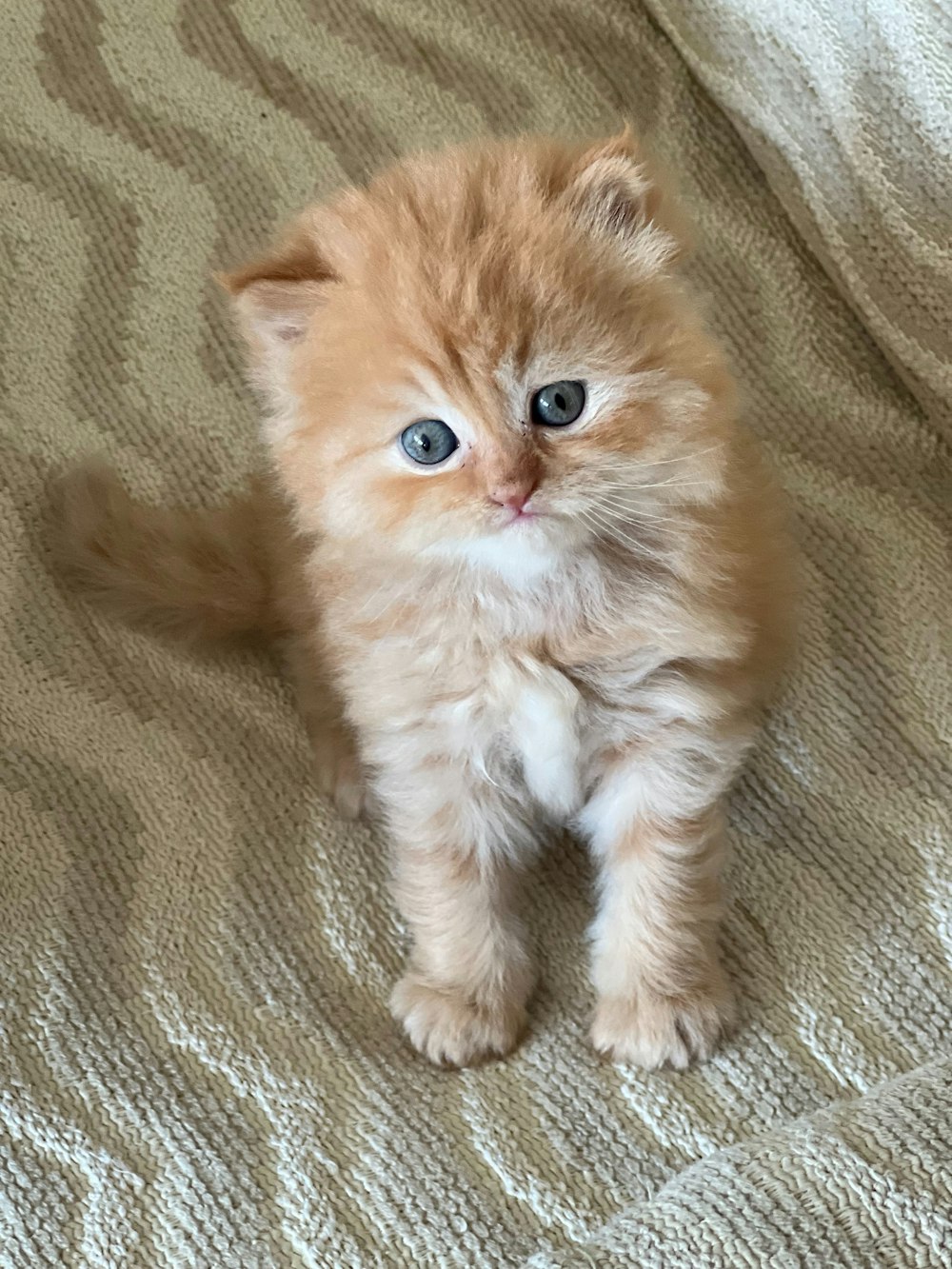 a small orange kitten sitting on top of a bed