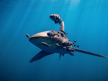 a shark that is swimming in the water