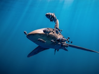 a shark that is swimming in the water