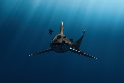 A shark is swimming underwater, with a few smaller fish accompanying it. The ocean is deep blue, and rays of sunlight penetrate the water from above, creating a serene and slightly mysterious atmosphere.