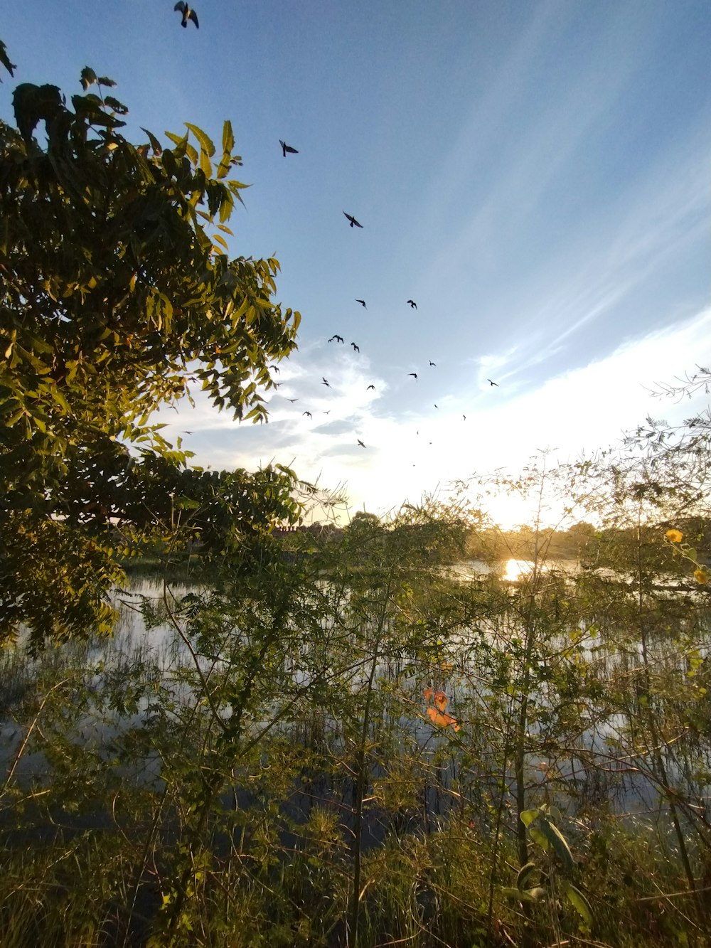 a flock of birds flying over a body of water