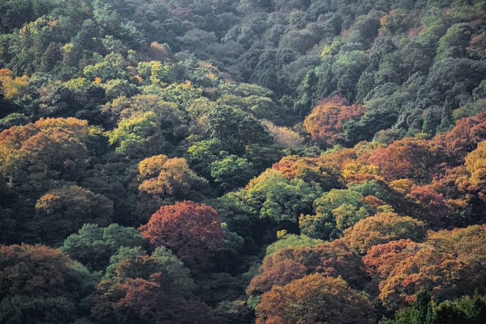 a forest filled with lots of green and yellow trees