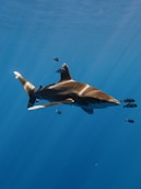 a large shark swimming in the ocean