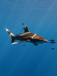 a large shark swimming in the ocean