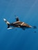a large shark swimming in the ocean
