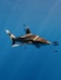 a large shark swimming in the ocean