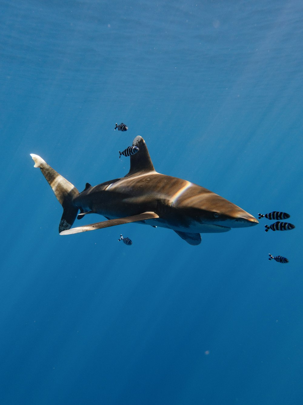 a large shark swimming in the ocean