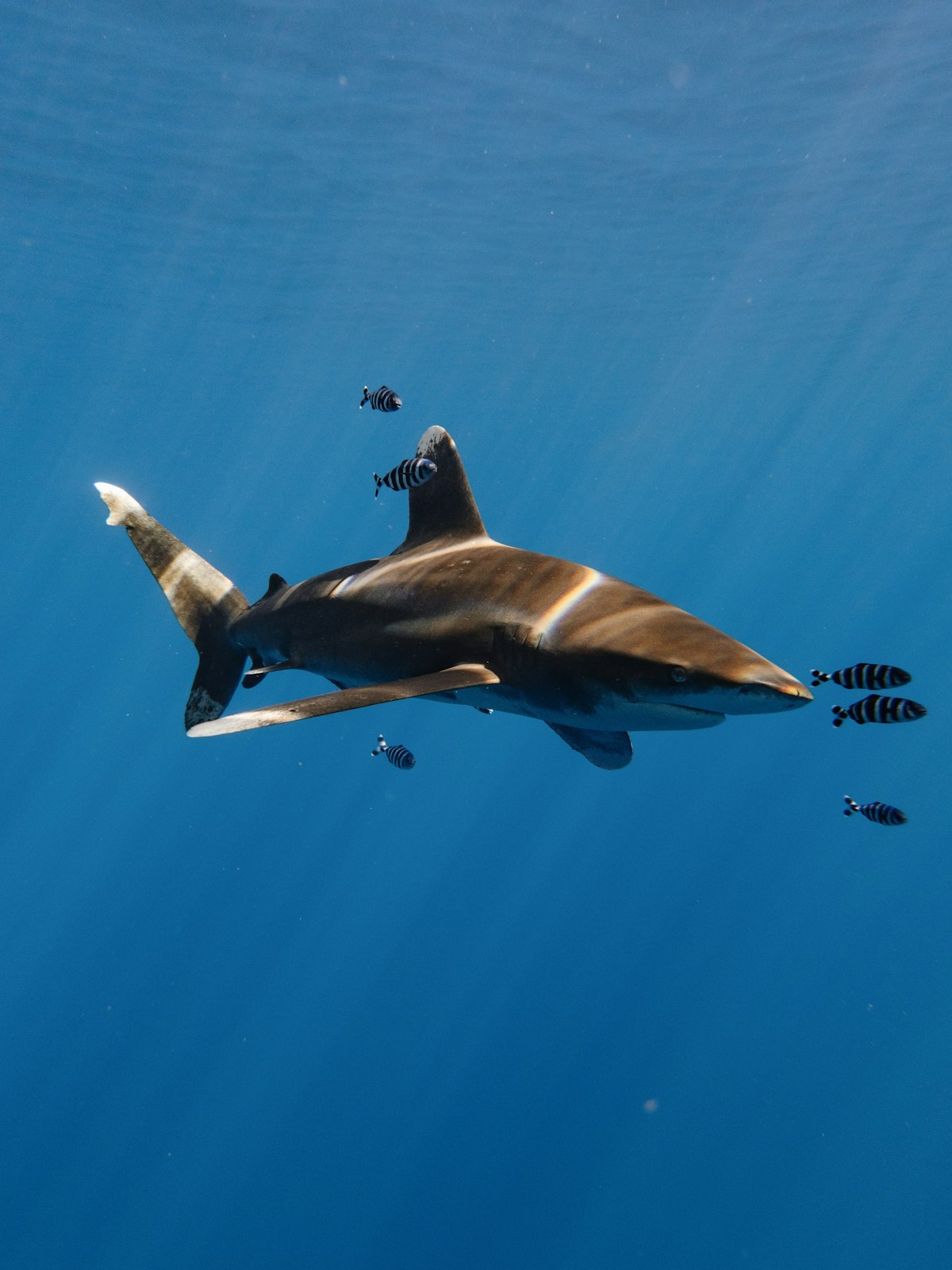 The Shark Fin Trade Has Not Stopped