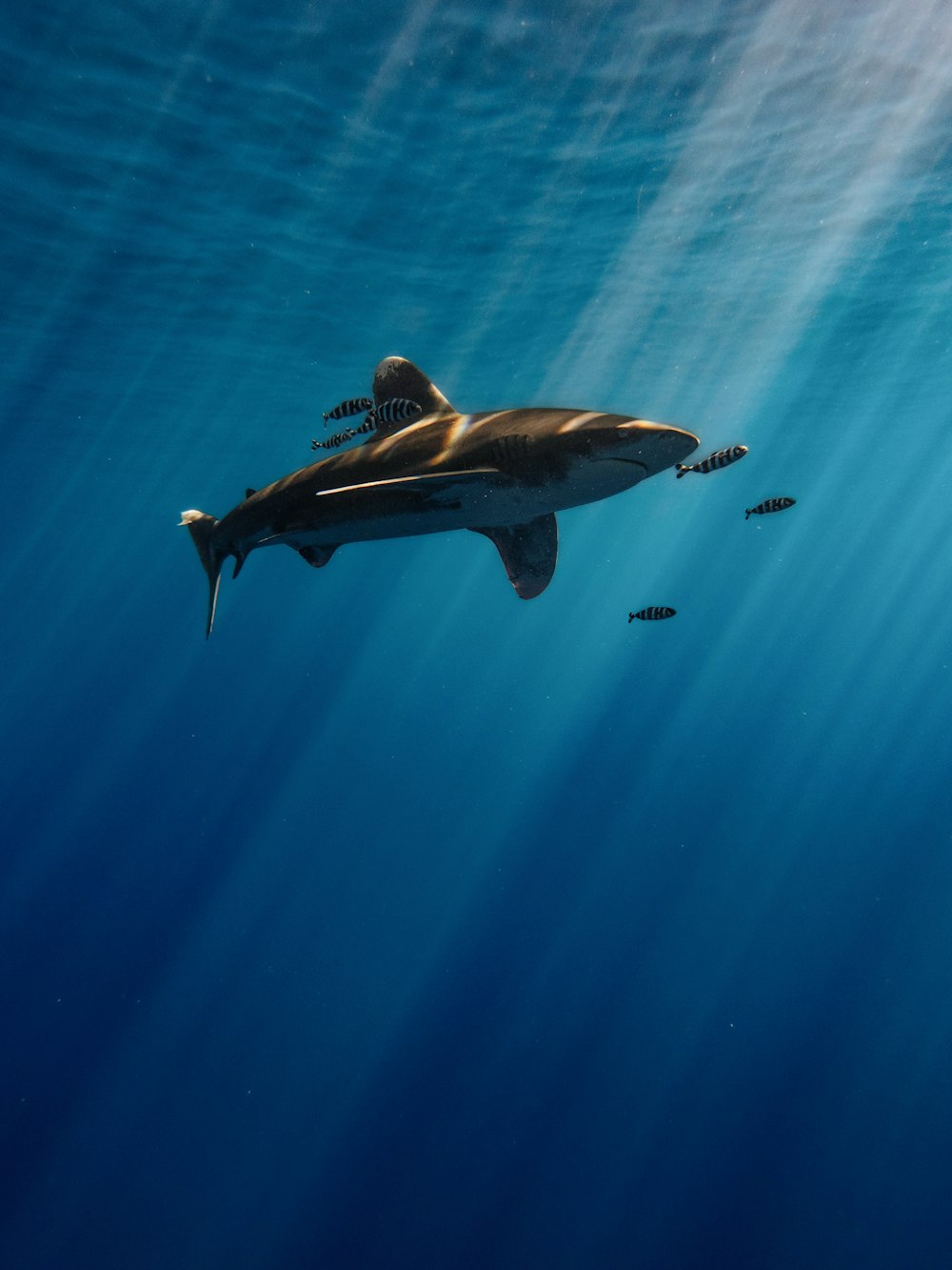 a large shark swimming in the ocean