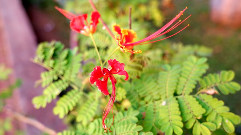 a close up of a plant with red flowers