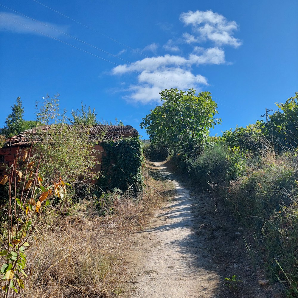 a dirt road surrounded by trees and bushes