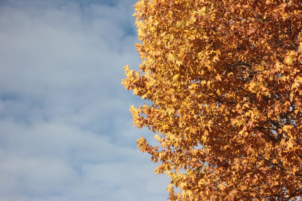 a tree with yellow leaves and a blue sky in the background