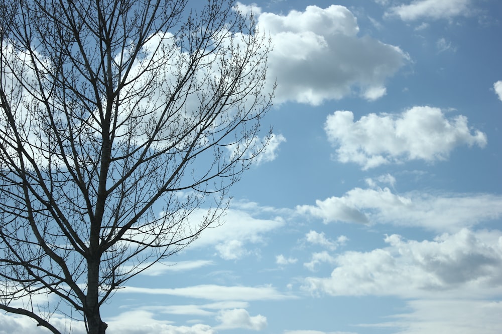 a tree with no leaves in front of a blue sky with clouds