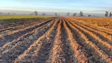 Wide shot of cultivated fields stretching to the horizon