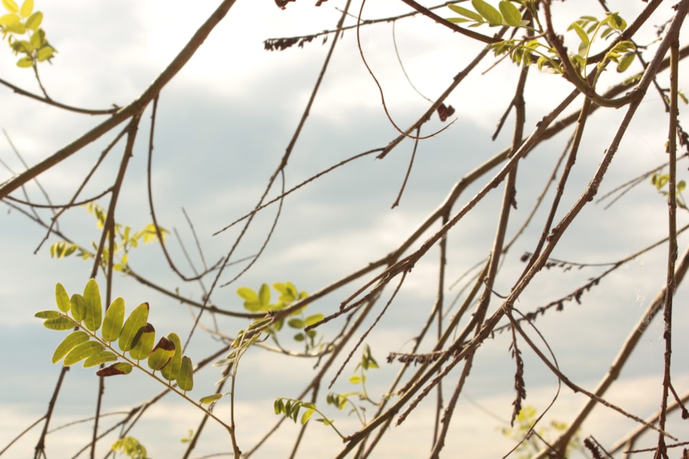 a tree branch with green leaves against a cloudy sky