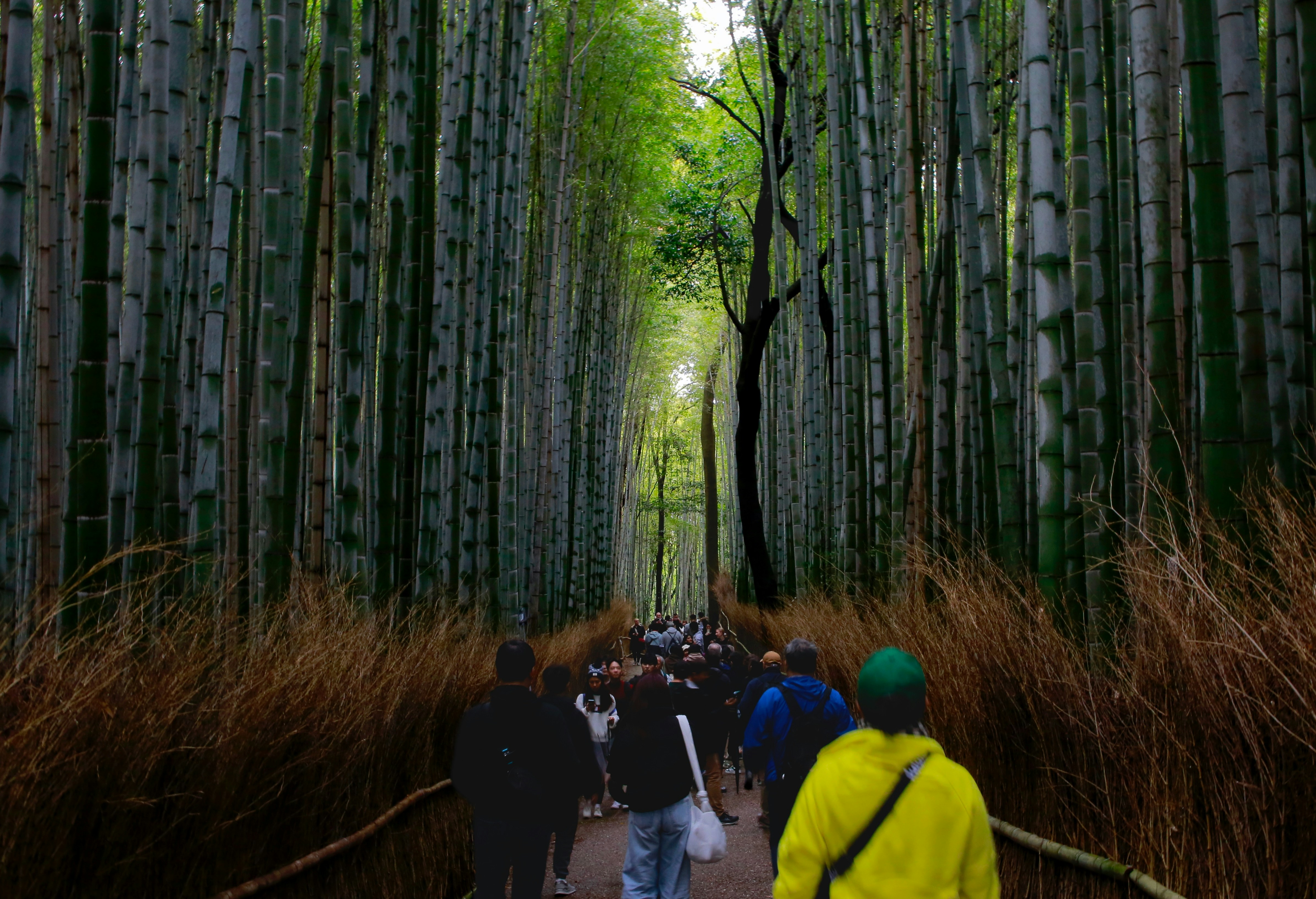 a group of people walking through a bamboo forest