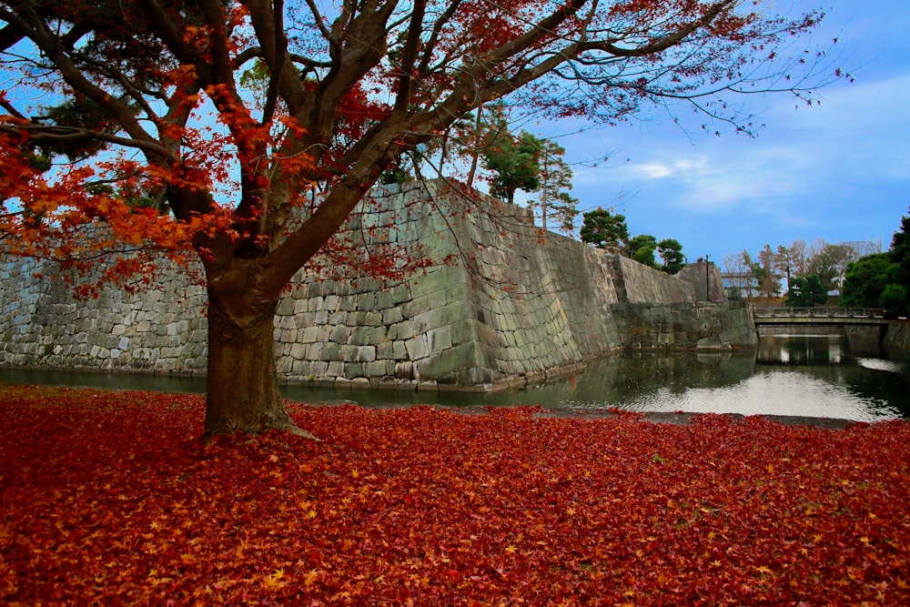 a tree with red leaves in front of a stone wall