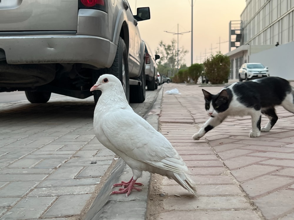 a white bird standing next to a black and white cat