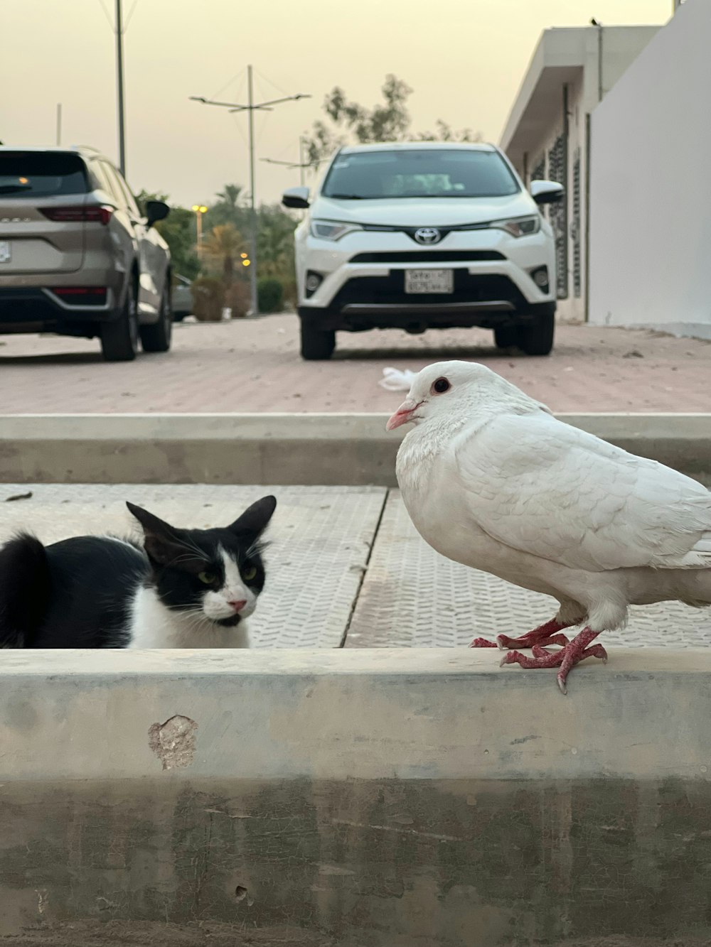 a cat and a pigeon sitting on a ledge