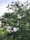A dense canopy of green leaves covers a large tree with a partially visible building in the background. The bright greenery dominates the scene, suggesting a lush, natural environment intertwined with urban elements.