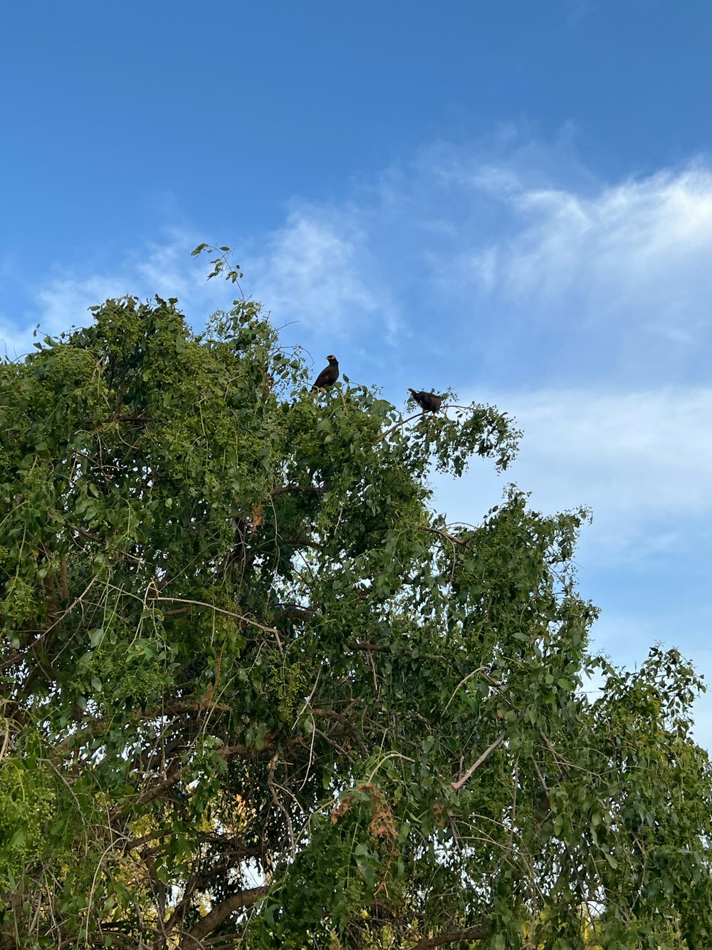 a couple of birds sitting on top of a tree