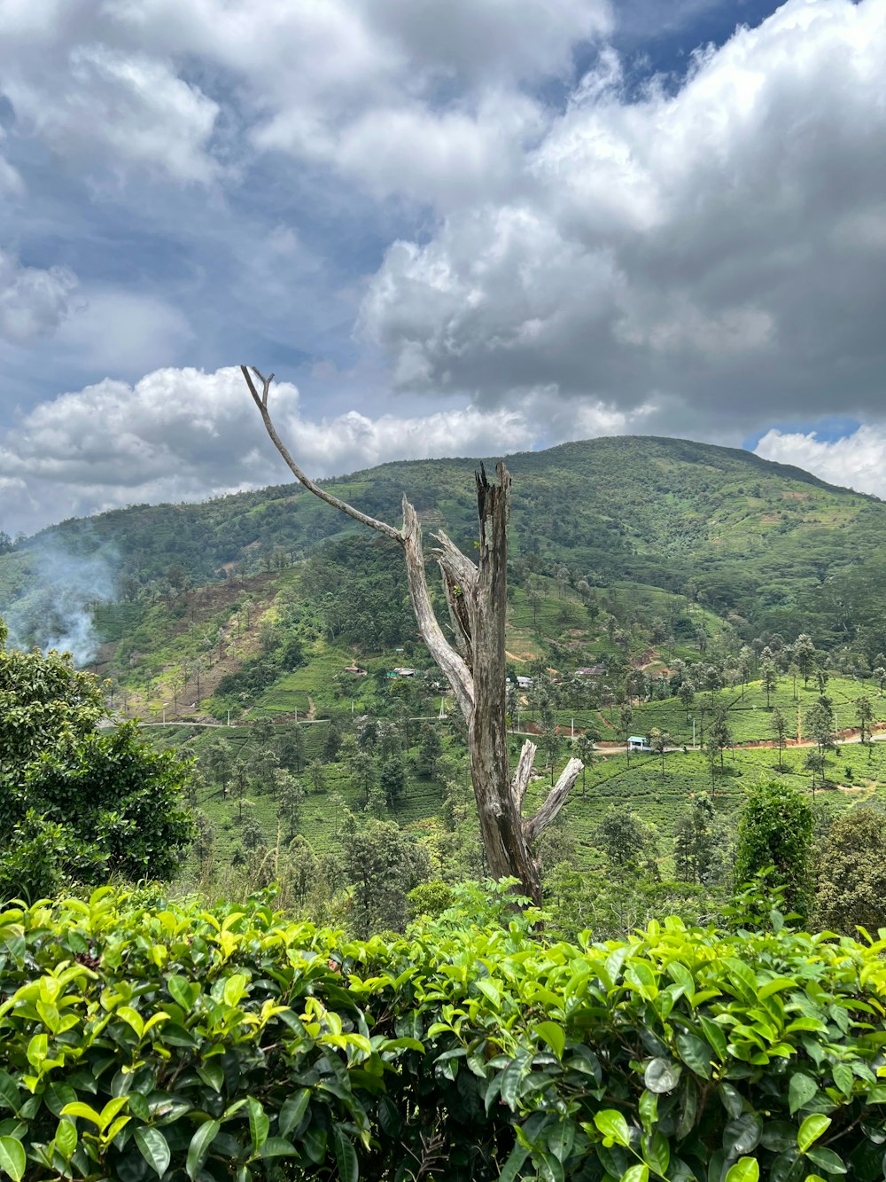 a tree in the middle of a lush green field