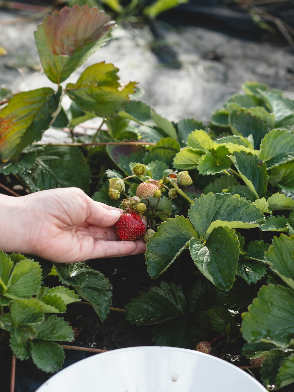 a person holding a strawberry in their hand