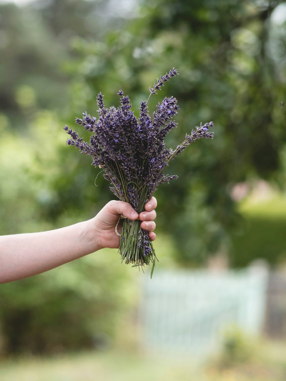 a person holding a bunch of lavender flowers