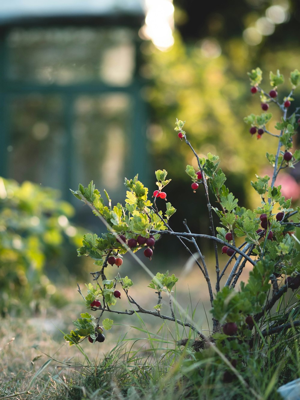 a bush with red berries and green leaves