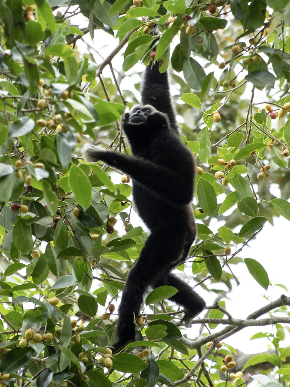 un singe noir suspendu à une branche d’arbre