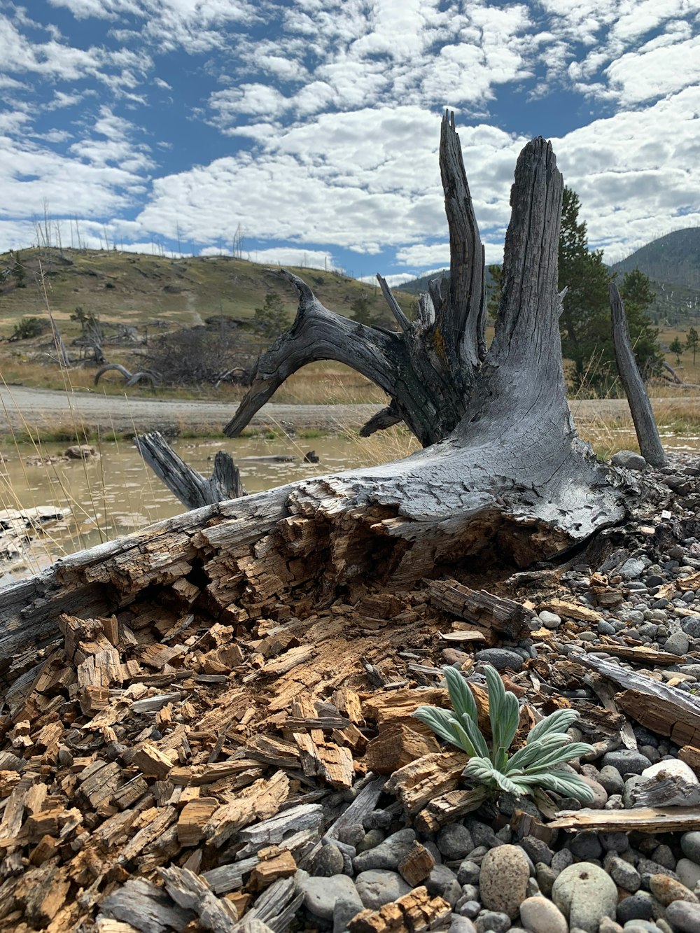 a dead tree stump sitting on top of a pile of rocks