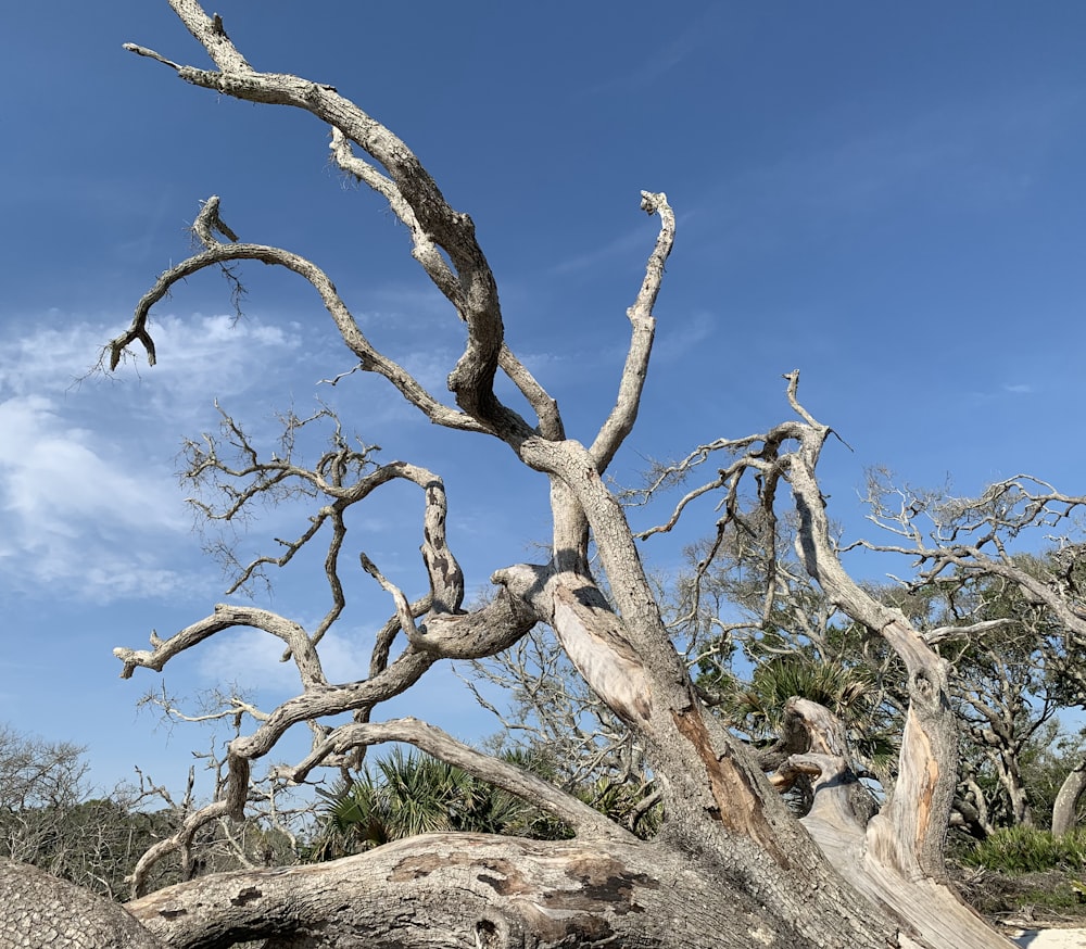 a giraffe standing next to a dead tree