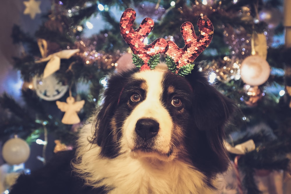 a black and white dog wearing a reindeer antlers on its head