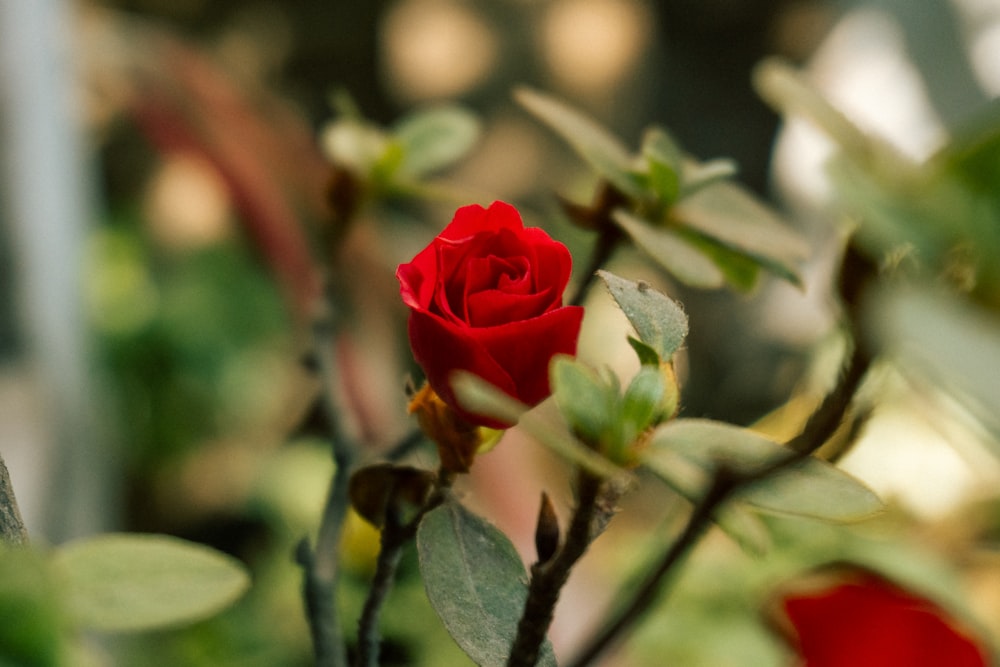 a close up of a single red rose