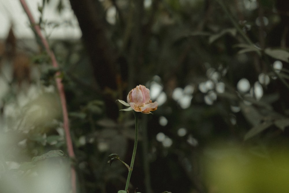 a single pink flower in the middle of a forest