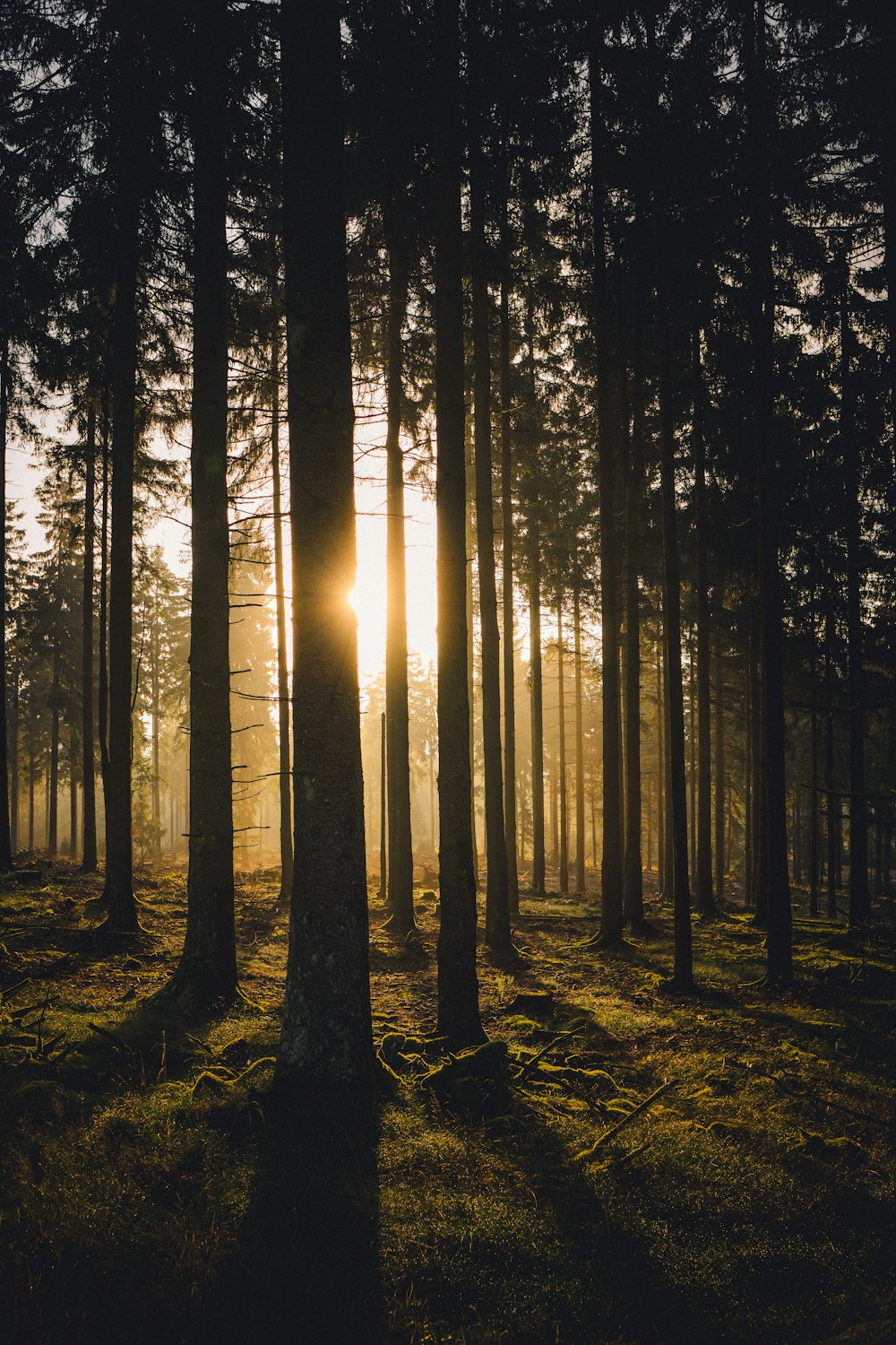 the sun is shining through the trees in the forest